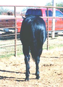 All Night High - Barrel Horse Sire