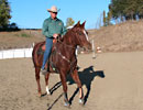 Sixey In Red, 2005 Red Roan mare