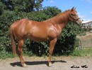 Sixey In Red, 2005 Red Roan filly