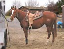 Sixey In Red, 2005 Red Roan filly