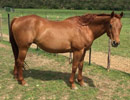 Perky as a foal, with her mom