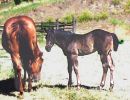 Money Red Bar with her 2001 foal