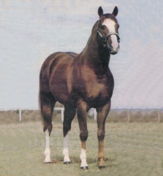 Bugs Alive In 75, Quarter Horse Race Sire