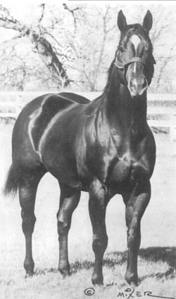 Easy Jet, Quarter Horse Race Sire