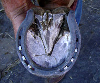 Hind Shoe for a barrel and pole horse