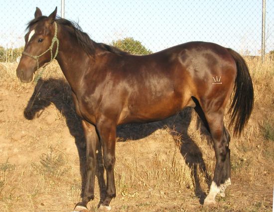 Daisy's 2006 Gelding