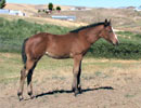 Daisys filly