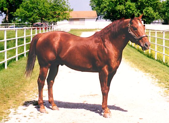 On The Money Red, May 11, 1998 at Victory Farms, Ada, OK