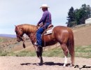 Verily Sixes, AQHA Barrel Horse Stallionl