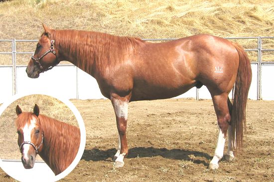 Verily Sixes, AQHA Barrel Horse Stallion