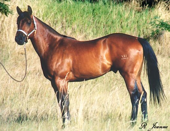 Bugs All Night - Barrel Horse Prospect conformation photo