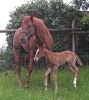 SS Reds On The Run and her 2005 foal