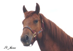 SS Reds On The Run, Barrel Racing Dam