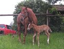 2005 Verily Sixes filly