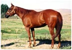 HaveMoney WillTravel Barrel Racing Horse